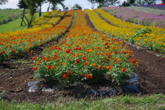 花公園