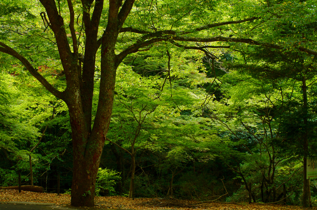 紅葉はまだ・・