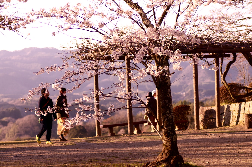 桜色09