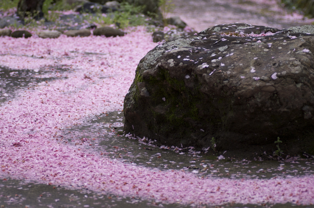 桜散る頃