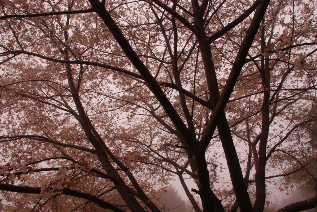 桜屋根