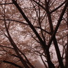 桜屋根