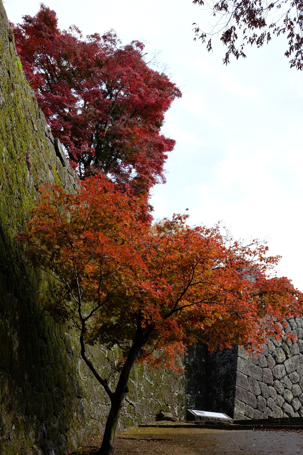 岡城址の秋