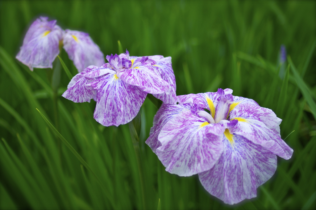 花菖蒲