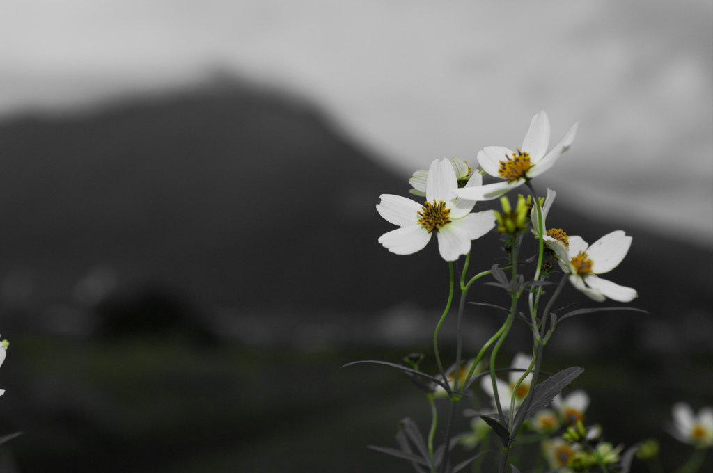 Wintercosmos test03