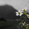 Wintercosmos test03