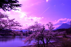 湖畔の桜