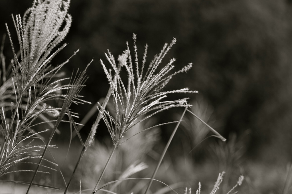 To autumn