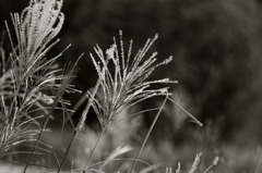 To autumn