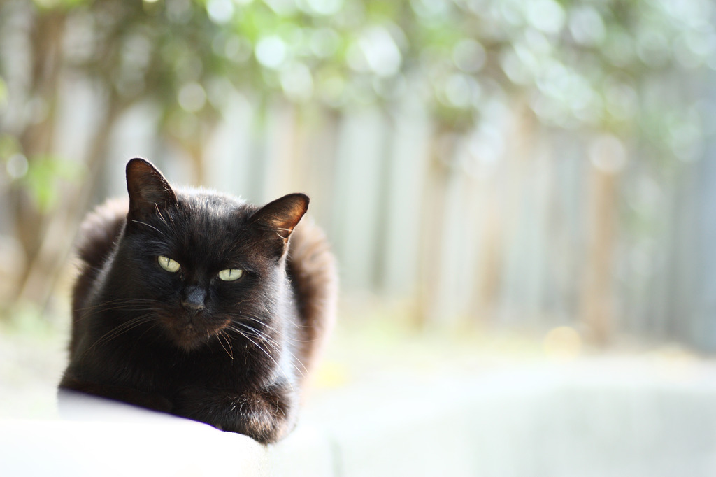 木漏れ日と黒猫