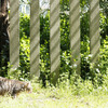 植物園の雉猫