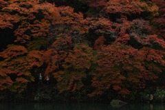 嵐山の紅葉＃6