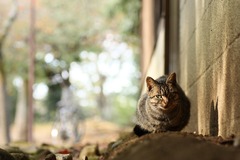 奈良公園の茶トラ猫