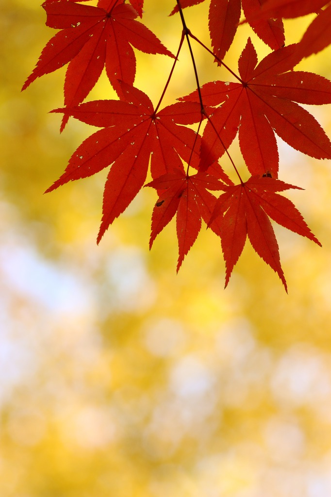 黄金と紅蓮