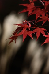 嵐山の紅葉#2
