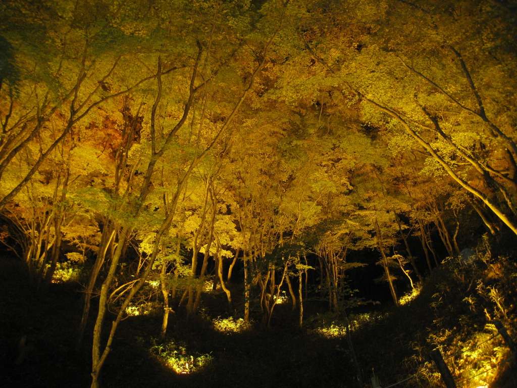 夜の香嵐渓
