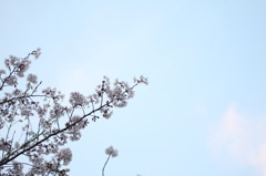 sakura