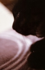 pure eye