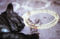 居眠り猫ちん♪