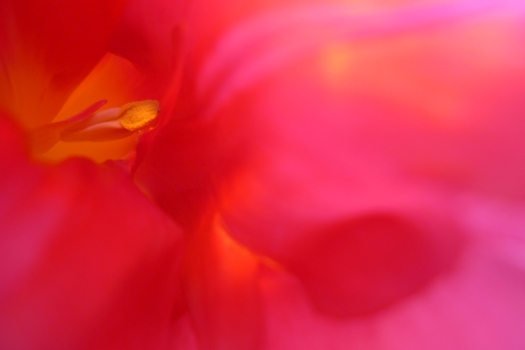 pollen