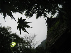 紅葉一ヶ月前