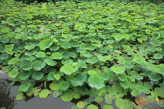 鶴岡八幡宮