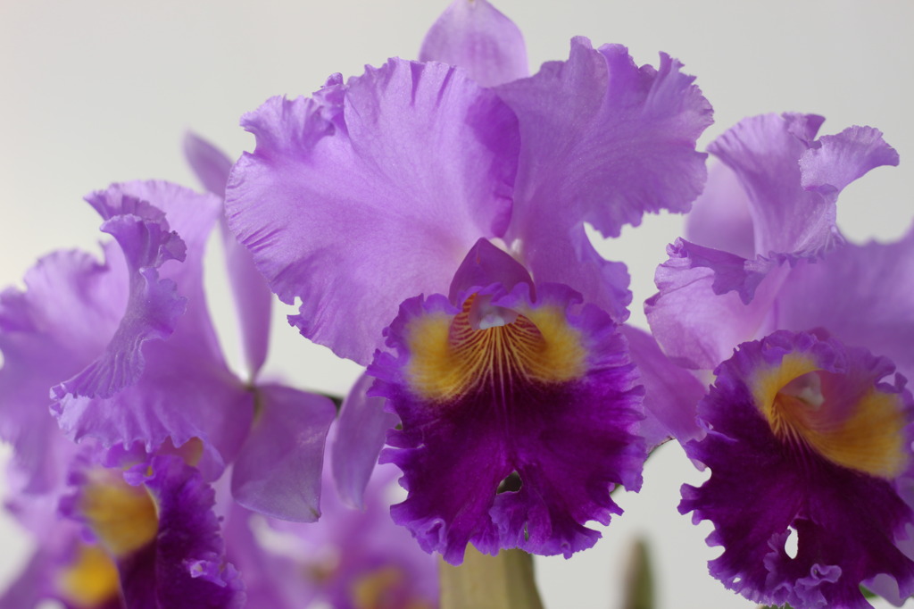 らん展 2010 紫の花