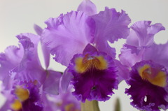 らん展 2010 紫の花