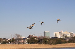 谷津干潟のカモ