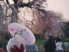 桜花