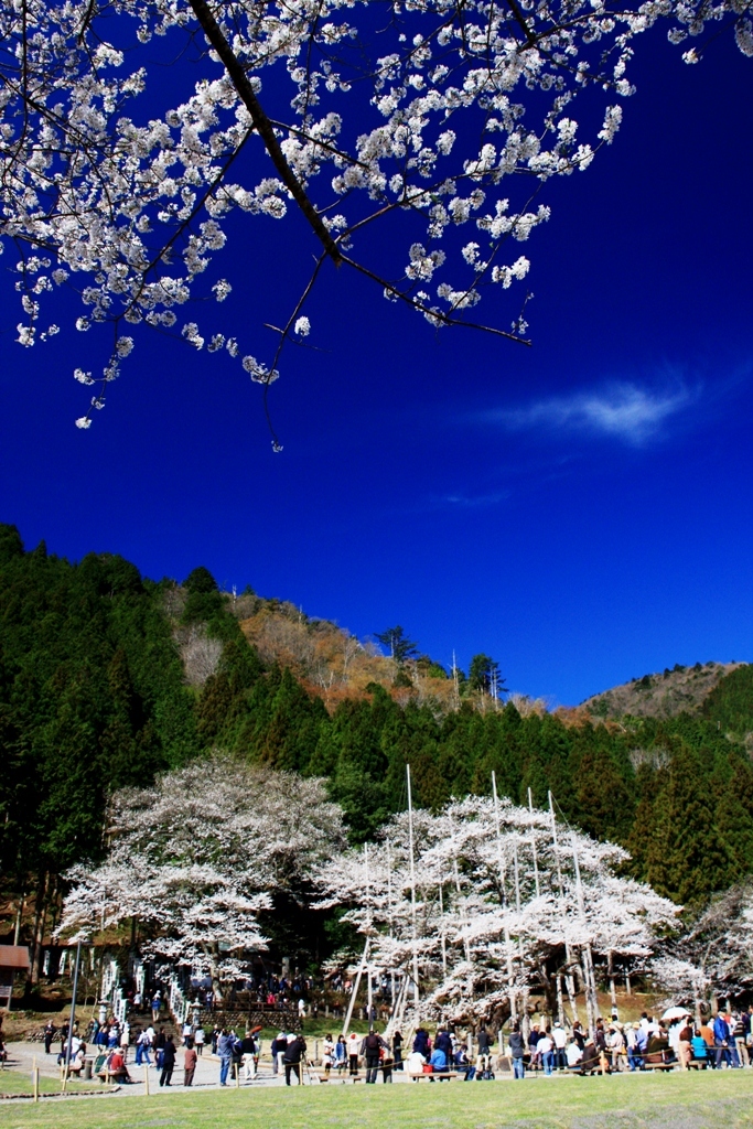 薄墨桜