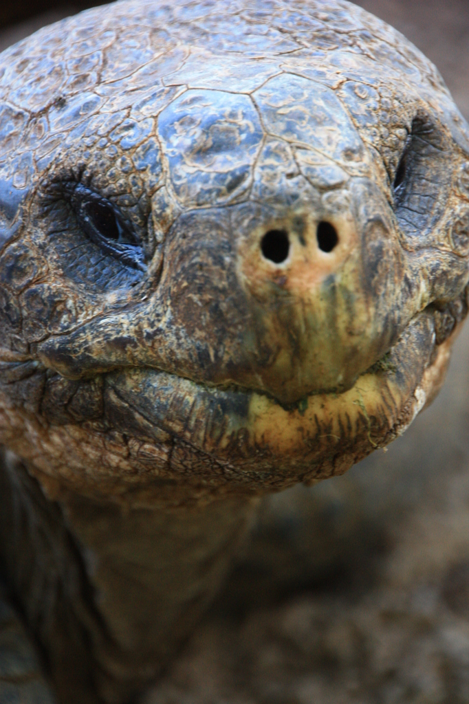 Geochelone nigra