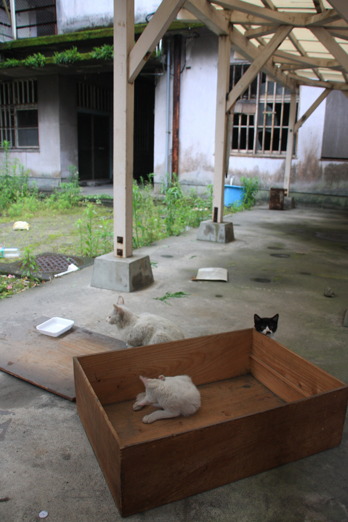 三匹の猫
