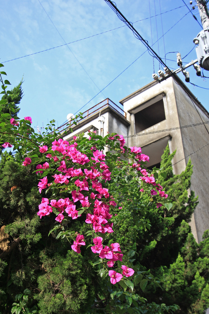 花と団地7