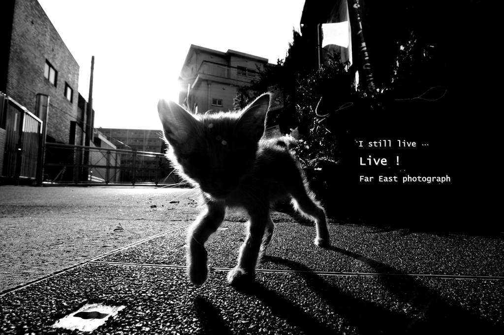 ゴミ捨て場の子猫極愁