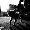 ゴミ捨て場の子猫極愁
