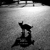 ゴミ捨て場の子猫ポスト