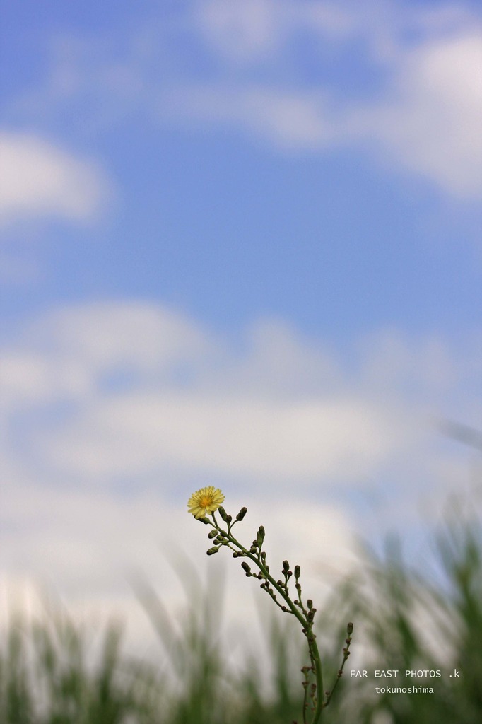 たんぽぽっぽい花？