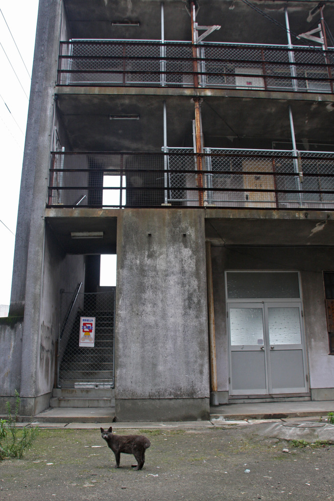 住猫5