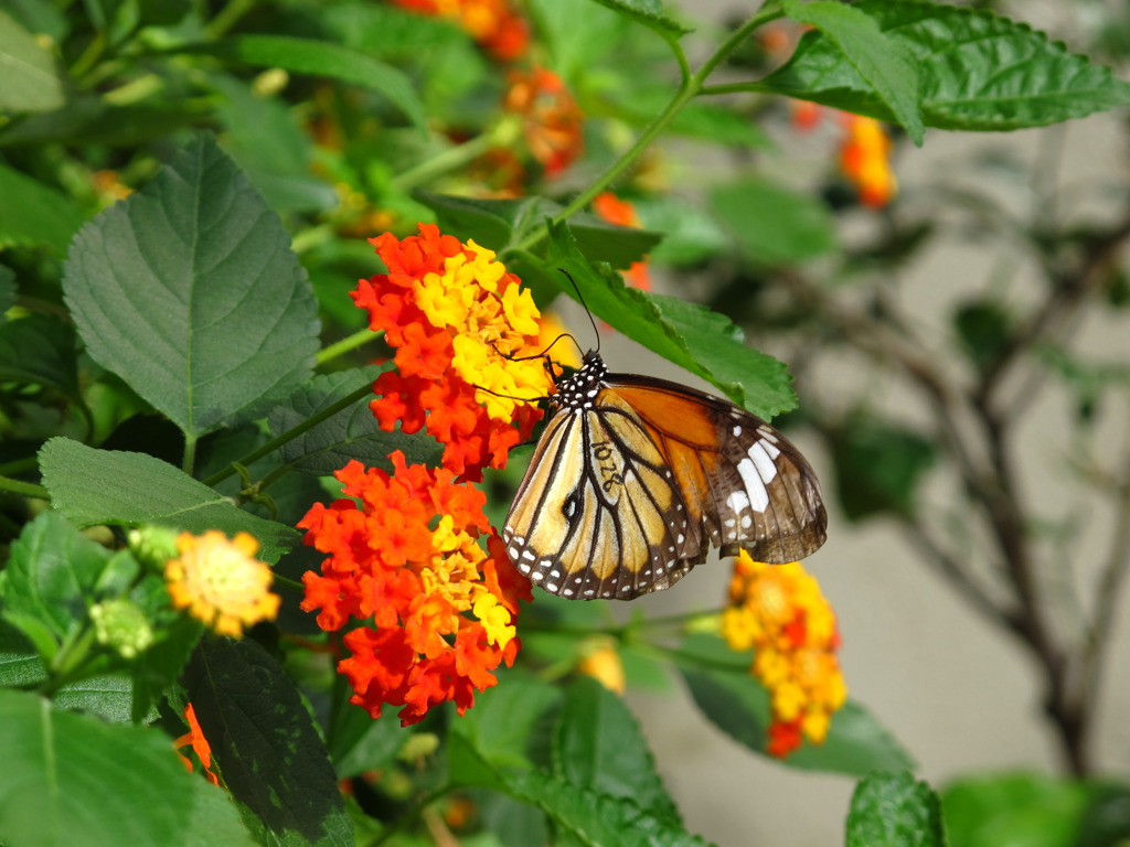 きっと１０月２８日生まれ