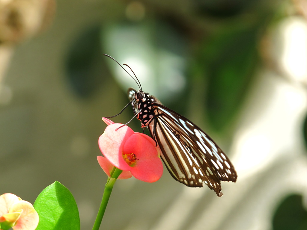 １０月３０日生まれ?