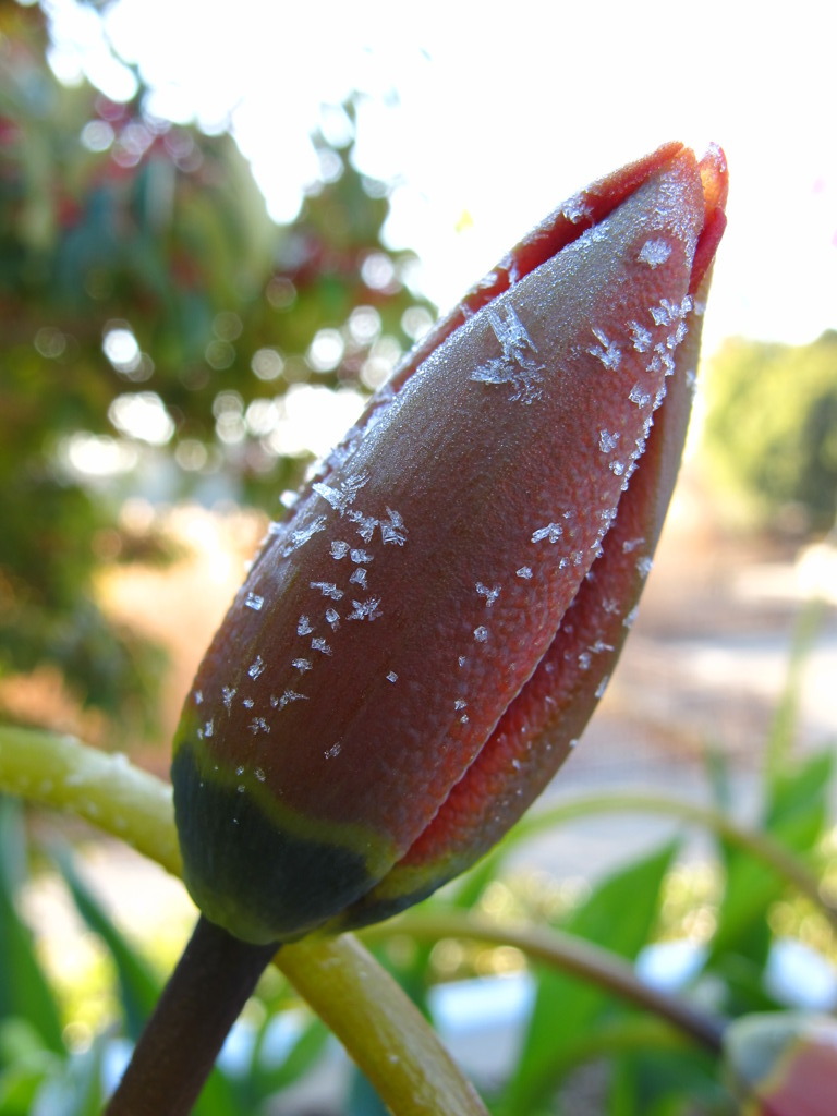 冬　ちゅーりっぷ