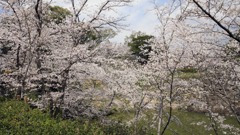 お城まつり｜大和郡山｜奈良｜2010.4.4