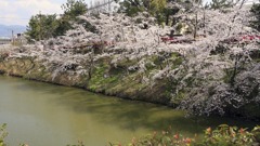 お城まつり｜大和郡山｜奈良｜2010.4.4