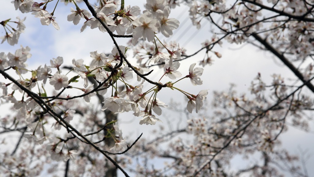 お城まつり｜大和郡山｜奈良｜2010.4.4