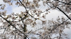 お城まつり｜大和郡山｜奈良｜2010.4.4