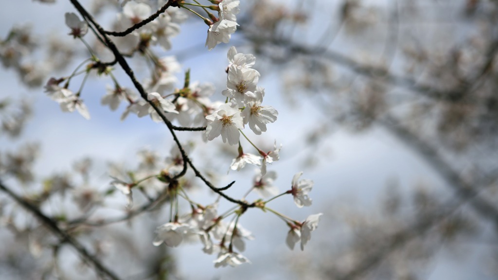 お城まつり｜大和郡山｜奈良｜2010.4.4