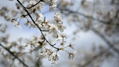 お城まつり｜大和郡山｜奈良｜2010.4.4