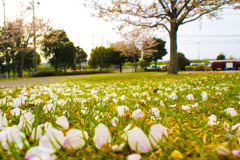 終宴(桜)