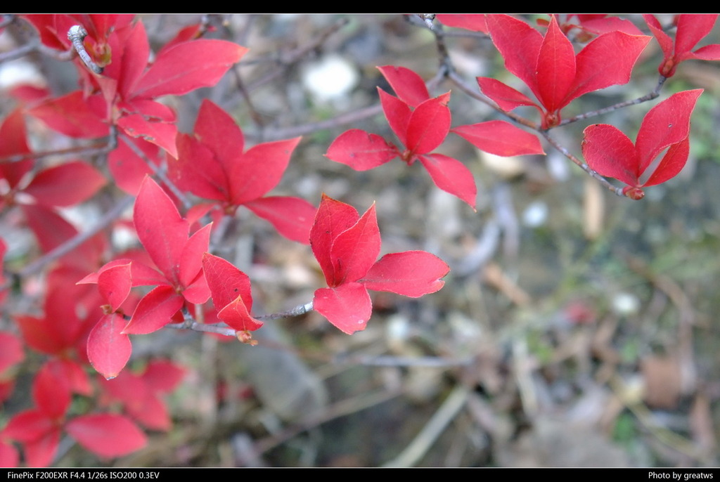 DSCF0540